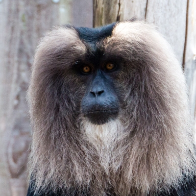 Lion-tailed macaque - De Zonnegloed - Animal park - Animal refuge centre 